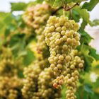 Αμπέλια - Δεντροκομεία